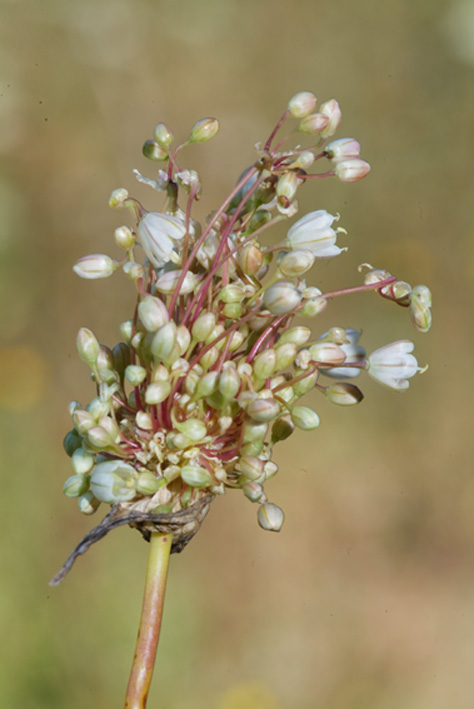 Allium